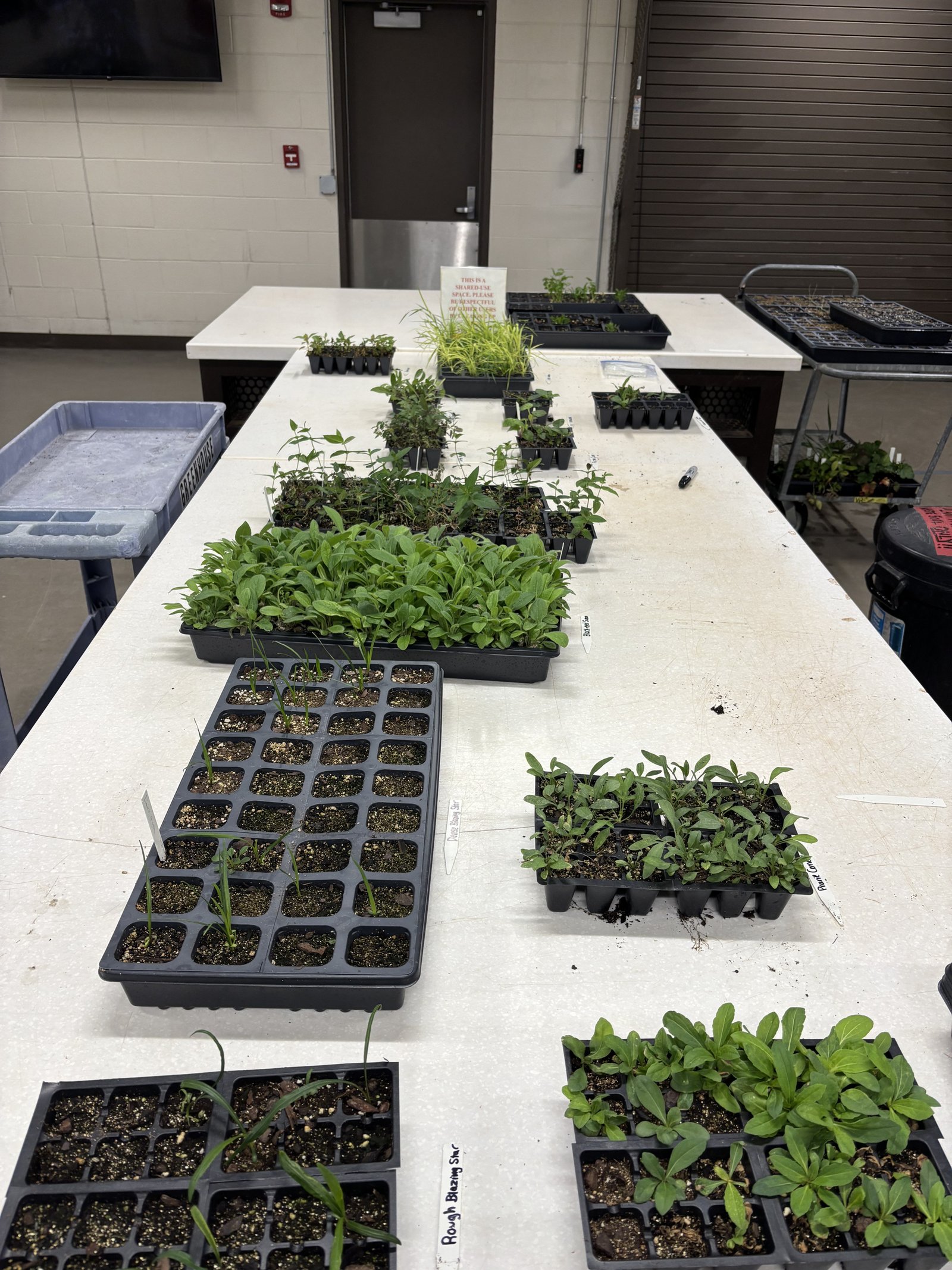 Greenhouse seedlings, the spring comeback