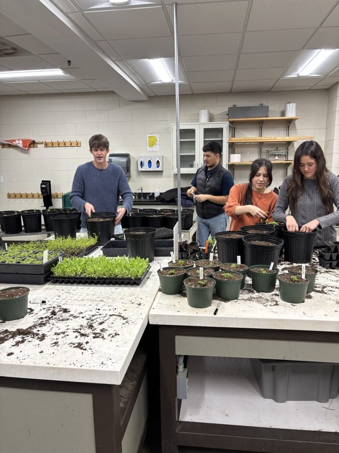 S4S greenhouse seedlings