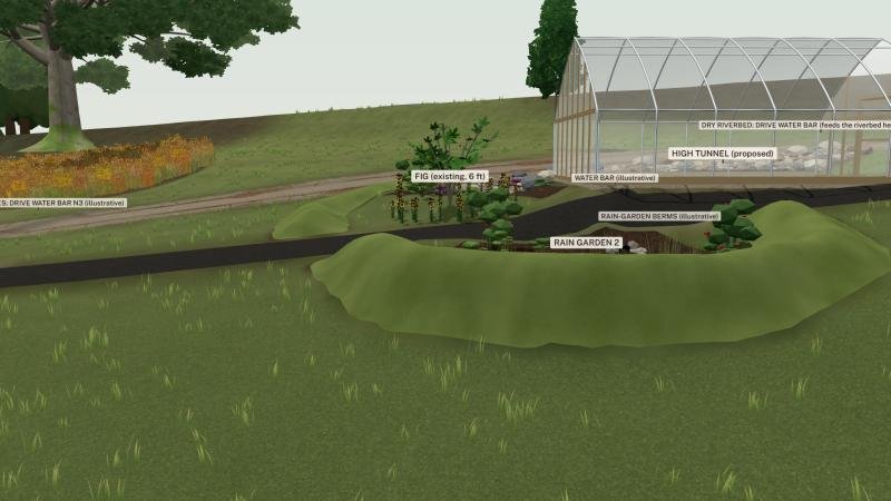 A planned rain garden below the fig, with the high tunnel behind