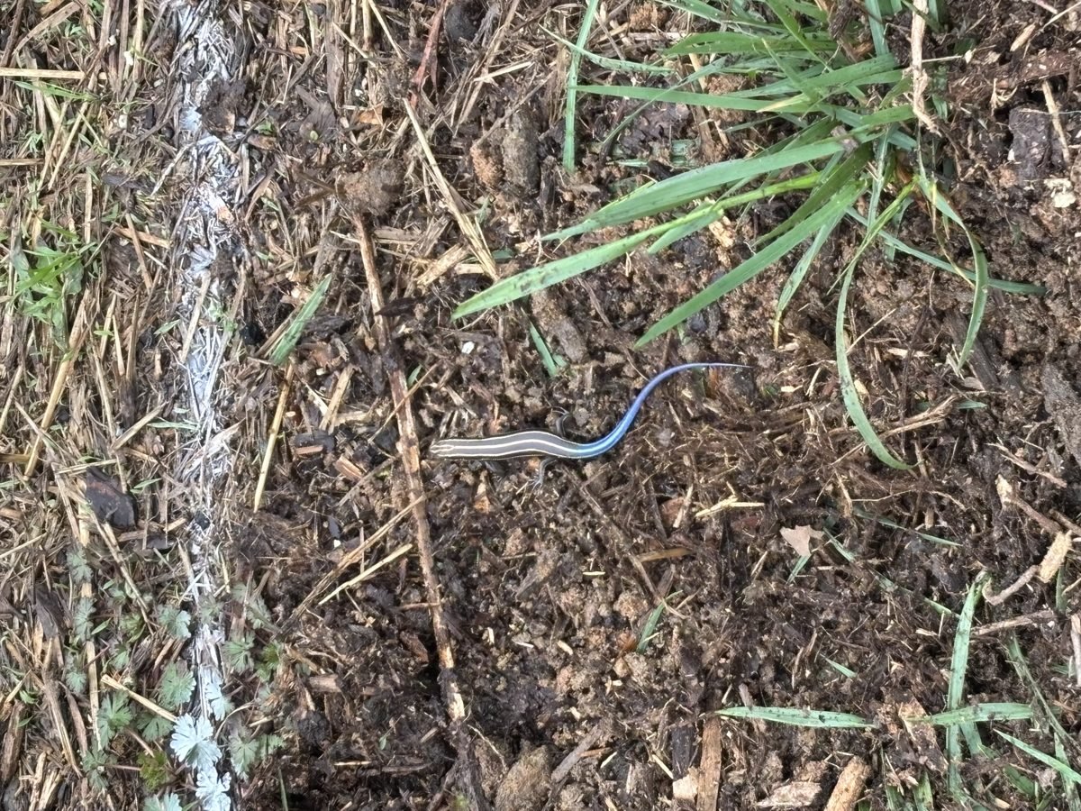 Planting and soil work at HFF